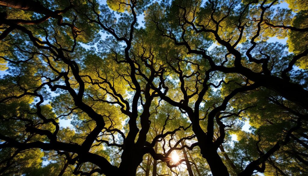 A lush, verdant forest canopy in the Tatra Mountains, Slovakia, illuminated by warm, golden sunlight filtering through the branches. Majestic, centuries-old deciduous trees stretch their gnarled, twisting limbs, creating a captivating, natural cathedral of leaves and shadows. The intricate, intertwining silhouettes of the treetops form a mesmerizing, organic pattern against the azure sky. A serene, tranquil atmosphere pervades the scene, inviting the viewer to gaze upwards and immerse themselves in the beauty of this unique, elevated perspective.