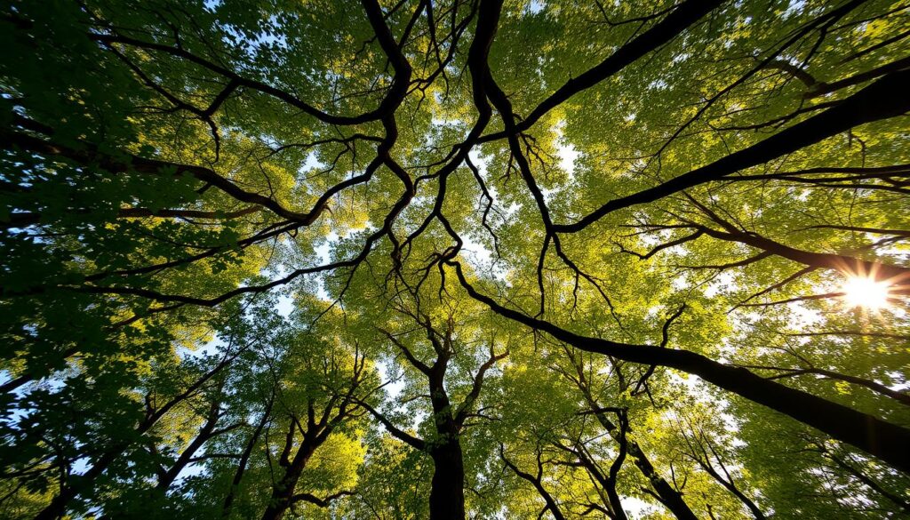 A serene forest canopy in Pomiechówek, Poland, bathed in soft, golden sunlight filtering through the verdant leaves. The intricate web of branches and foliage stretches out, inviting the viewer to explore the lush, verdant treetops. Delicate patterns of light and shadow dance across the scene, creating a peaceful, tranquil atmosphere. The camera angle gazes upwards, capturing the majesty of the towering trees and the sense of wonder and adventure that awaits the adventurous walker. Subtle hues of green, brown, and yellow come together to form a harmonious, natural composition, reflecting the beauty and wonder of this unique outdoor experience.